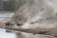 The Great Migration by Wildlife Photographer Paul McDougall
