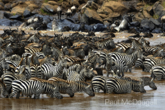 The Great Migration by Wildlife Photographer Paul McDougall