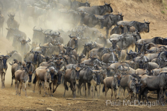 The Great Migration by Wildlife Photographer Paul McDougall