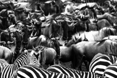 The Great Migration by Wildlife Photographer Paul McDougall