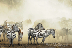 The Great Migration by Wildlife Photographer Paul McDougall