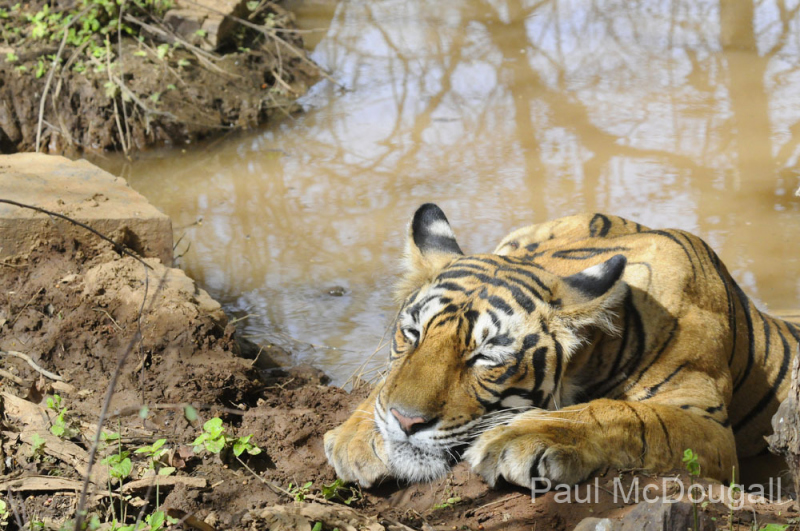 Tiger Photo Safari with photographer guide Paul McDougall