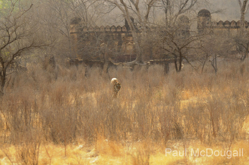 Tiger Photo Safari with photographer guide Paul McDougall