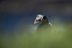 Wildlife photographer Paul McDougall
