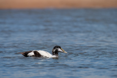 Wildlife photographer Paul McDougall