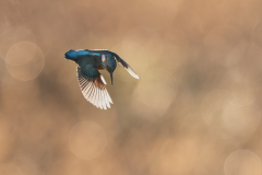Wildlife photographer Paul McDougall