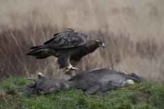 Wildlife photographer Paul McDougall