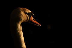 Wildlife photographer Paul McDougall