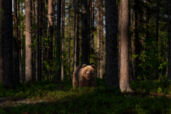 Wildlife photographer Paul McDougall