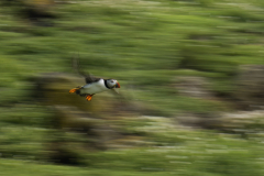 Wildlife photographer Paul McDougall