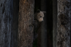 Wildlife photographer Paul McDougall