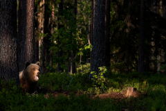 Wildlife photographer Paul McDougall