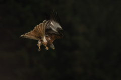 Wildlife photographer Paul McDougall