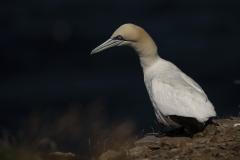 Wildlife photographer Paul McDougall