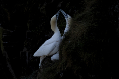 Wildlife photographer Paul McDougall