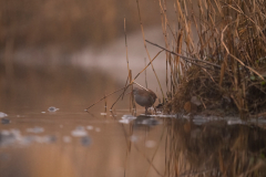 Wildlife photographer Paul McDougall