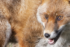 Wildlife photographer Paul McDougall