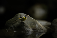 Wildlife photographer Paul McDougall