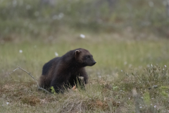 Wildlife photographer Paul McDougall