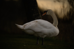 Wildlife photographer Paul McDougall