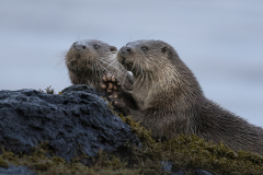 Wildlife photographer Paul McDougall