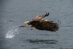 Wildlife photographer Paul McDougall