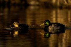 Wildlife photographer Paul McDougall