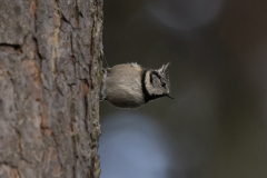 Wildlife photographer Paul McDougall