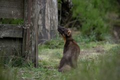 Wildlife photographer Paul McDougall