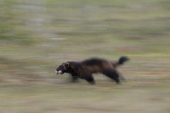 Wildlife photographer Paul McDougall