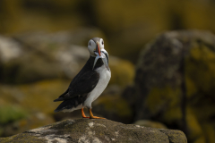 Wildlife photographer Paul McDougall