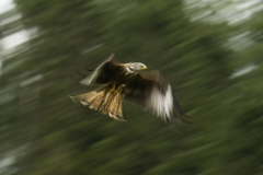 Wildlife photographer Paul McDougall