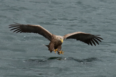 Wildlife photographer Paul McDougall