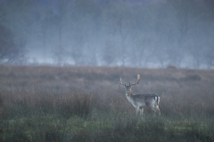 Wildlife photographer Paul McDougall