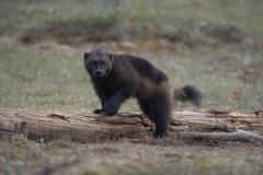 Wildlife photographer Paul McDougall