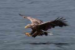 Wildlife photographer Paul McDougall