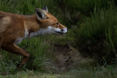 Wildlife photographer Paul McDougall