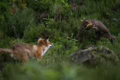 Wildlife photographer Paul McDougall