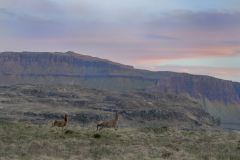 Wildlife photographer Paul McDougall