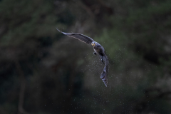 Wildlife photographer Paul McDougall