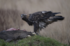 Wildlife photographer Paul McDougall