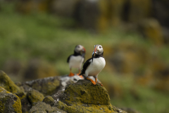 Wildlife photographer Paul McDougall