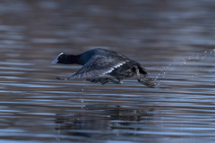 Wildlife photographer Paul McDougall