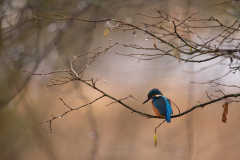 Wildlife photographer Paul McDougall