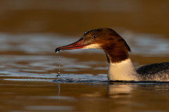 Wildlife photographer Paul McDougall