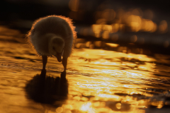 Wildlife photographer Paul McDougall
