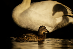 Wildlife photographer Paul McDougall