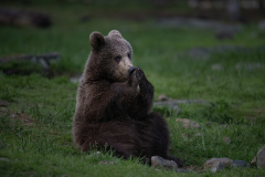 Wildlife photographer Paul McDougall