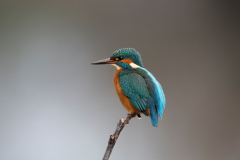 Wildlife photographer Paul McDougall
