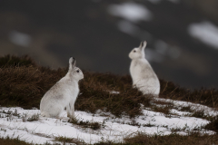 Wildlife photographer Paul McDougall